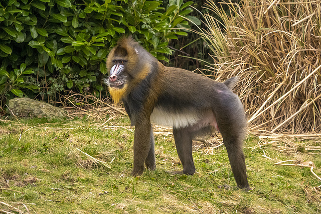 Mandrill