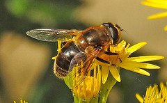 20230713 1768CPw [D~LIP] Jakobs-Greiskraut, Mistbiene (Eristalis tenax), Bad Salzuflen