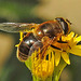 20230713 1768CPw [D~LIP] Jakobs-Greiskraut, Mistbiene (Eristalis tenax), Bad Salzuflen