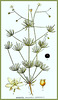 Spergula arvensis