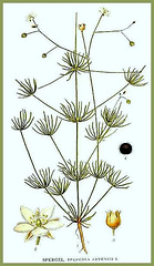 Spergula arvensis