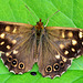Speckled Wood. Pararge aegeria