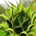 Sunflowers at the Byker City Farm