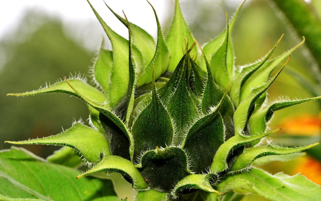 Sunflowers at the Byker City Farm