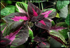 Coleus Régis