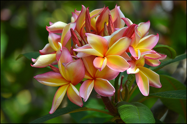 Plumeria