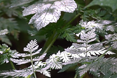 "Honeydewed"Leaves Caught In The Sun