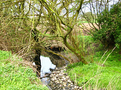 Tene Brook on its way to join the Smestow