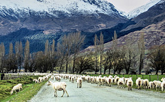 Sheep herding