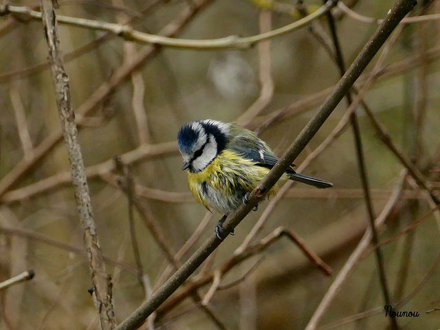 Mésange bleue.