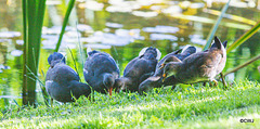 The Moorhen family on the pond