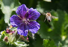 20200527 3915VRAw [D~LIP] Kaukasischer Storchschnabel (Geranium ibericum), Honigbiene, UWZ, Bad Salzuflen