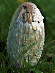 Shaggy Inkcap. Coprinus comatus