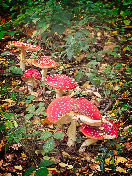 Stansted Forest Fungi (+ PiPs)