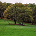 Blick zur Halde von Lichtloch Nr. 12 des Herzkämper Erbstollens (Sprockhövel) / 6.11.2022