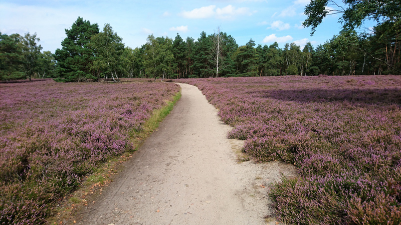 Fischbeker Heide