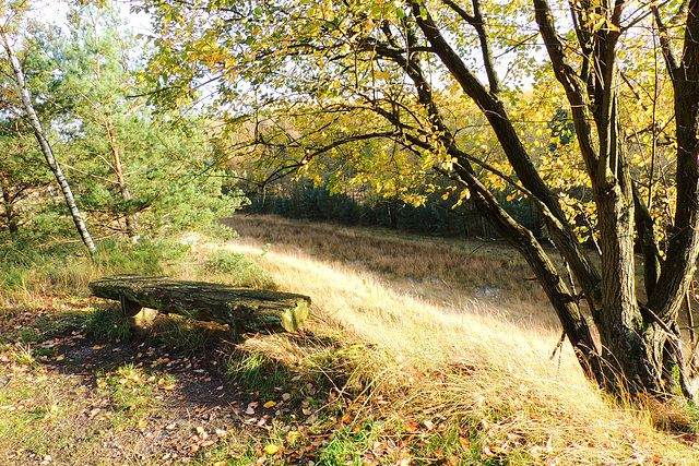 (Hbm) sit in the heath