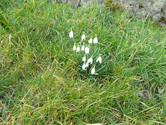 SoS[24] - first snowdrops  [Explored]