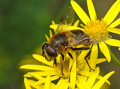 20230713 1769CPw [D~LIP] Jakobs-Greiskraut, Mistbiene (Eristalis tenax), Bad Salzuflen