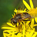 20230713 1769CPw [D~LIP] Jakobs-Greiskraut, Mistbiene (Eristalis tenax), Bad Salzuflen