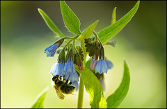 Biene besucht Beinwellblüte