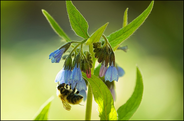 Biene besucht Beinwellblüte