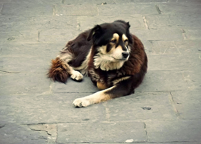 Florence market dog