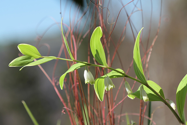 Polygonatum falcatum 'Variegatum'