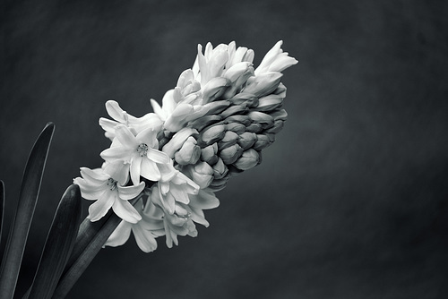 Hyacinth Xpro1 100-400