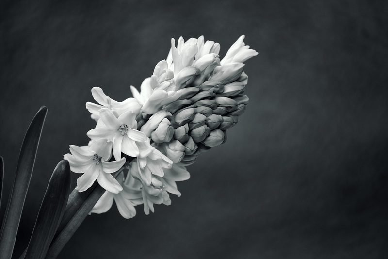 Hyacinth Xpro1 100-400