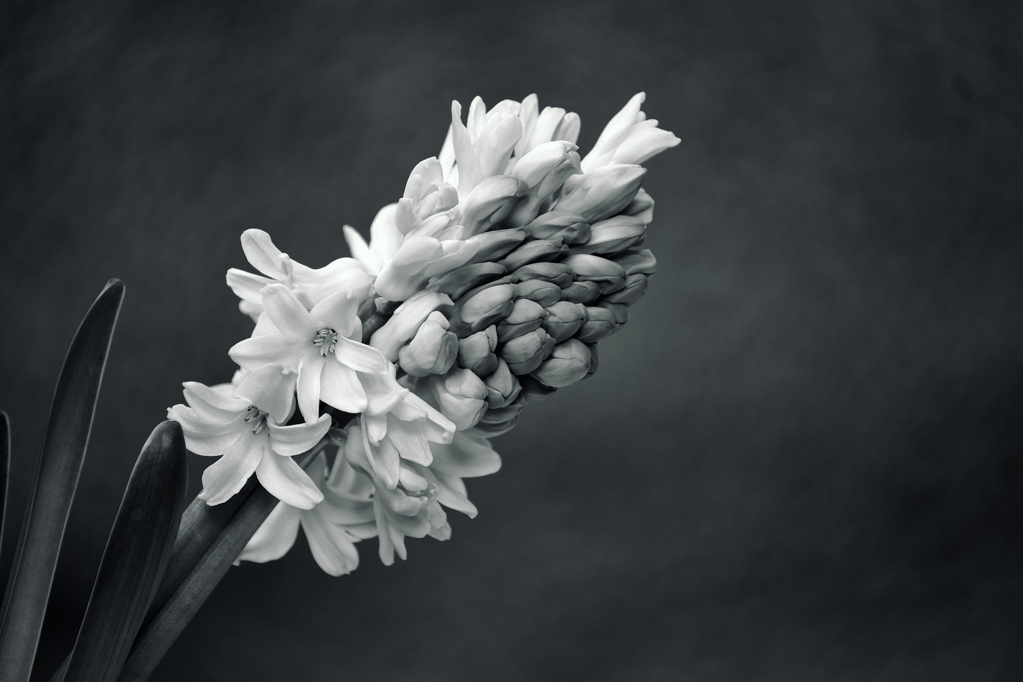 Hyacinth Xpro1 100-400
