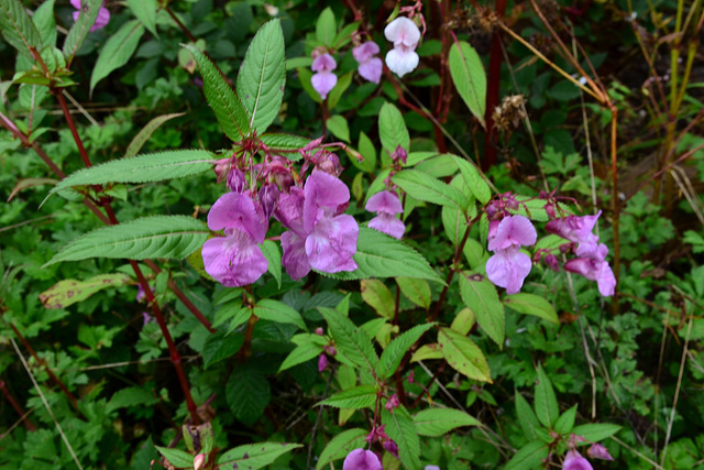 Fleurs de n'importe où