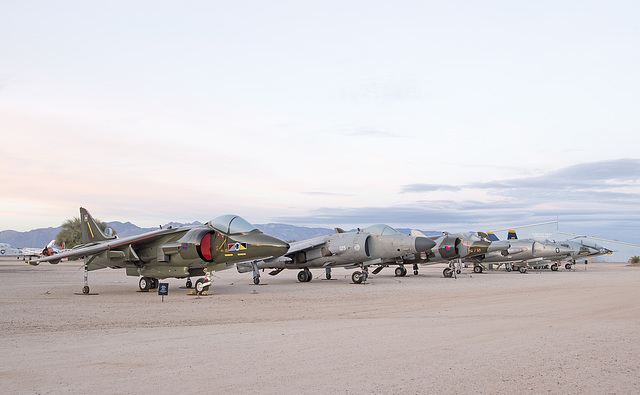 Harrier Family Sunset