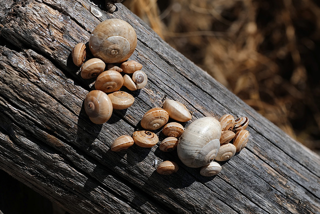 Caracóis, Snails, Escargots...