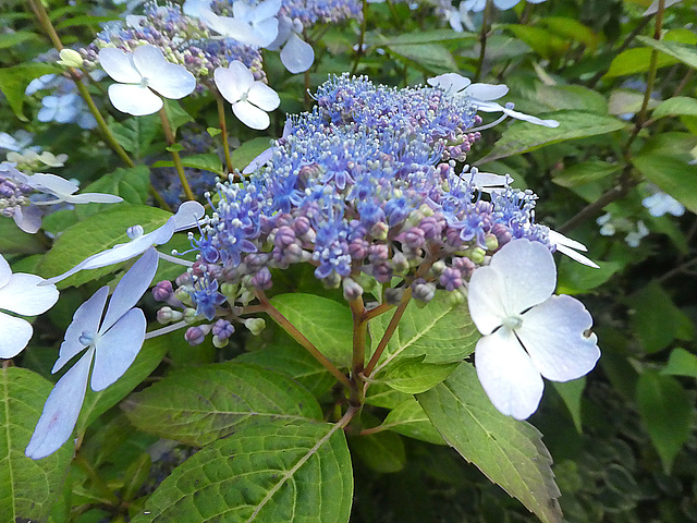 Hortensia