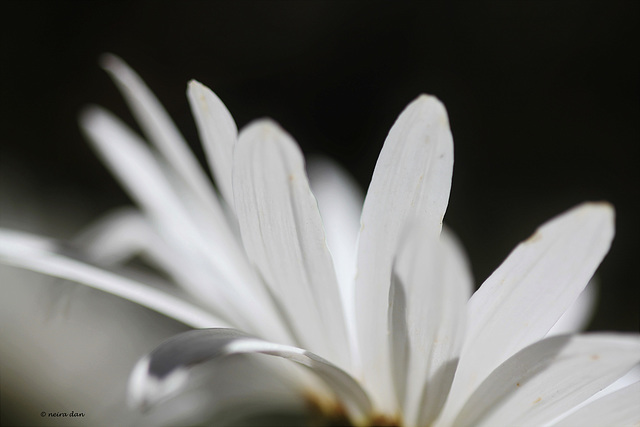 Marguerite  à effeuiller