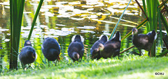 The Moorhen family on the pond