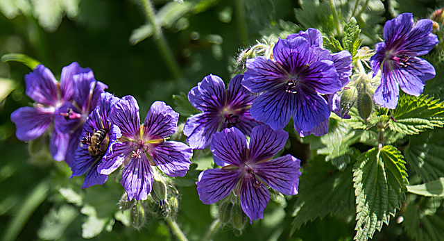 20200527 3916VRAw [D~LIP] Kaukasischer Storchschnabel (Geranium ibericum), Honigbiene, UWZ, Bad Salzuflen