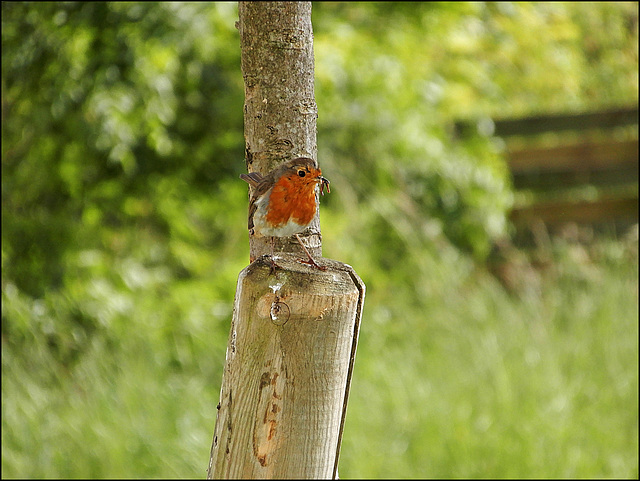 le Robin en plein boulot,,