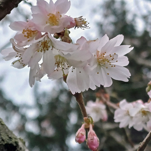 Prunus × subhirtella 'Autumnalis' rosea