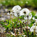 Löwenzahn - Dandelion