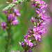 Purple loosestrife