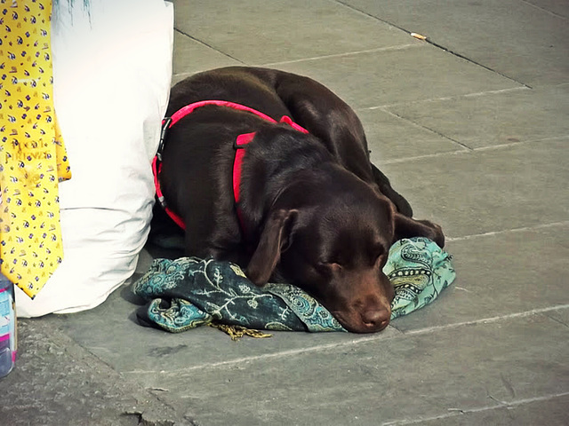 Market dog, Florence