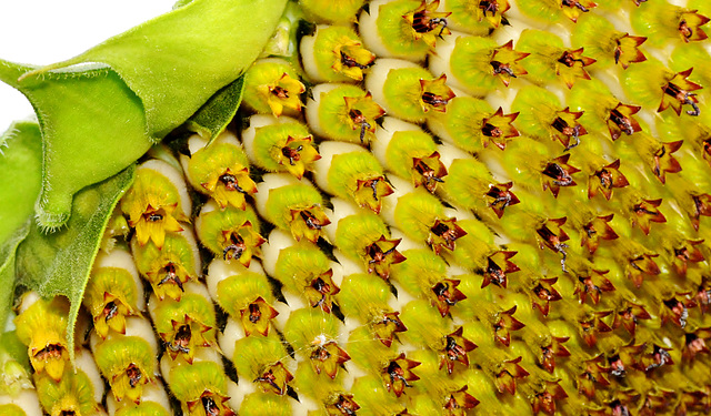 Sunflowers at the Byker City Farm