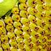 Sunflowers at the Byker City Farm