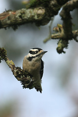 Downy Woodpecker