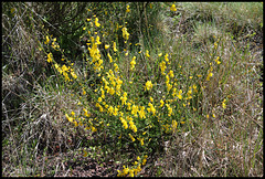 Genêt- Cytisus scoparius