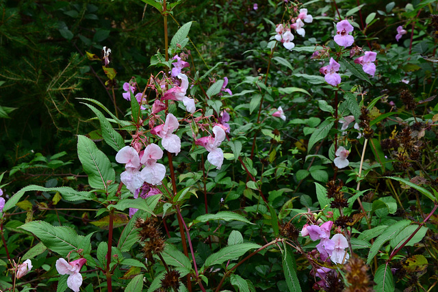 Fleurs de n'importe où