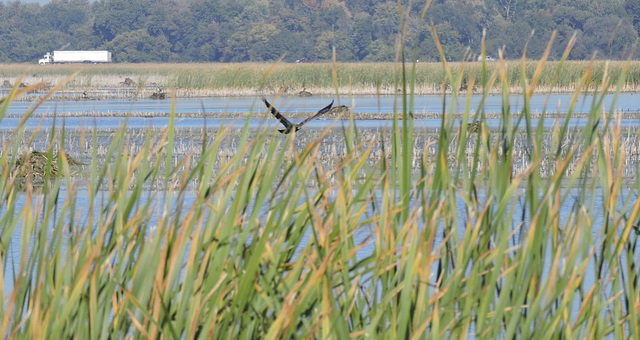 Juvenile Bald Eagle