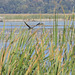 Juvenile Bald Eagle